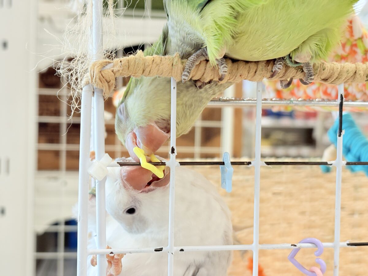 オキナインコ