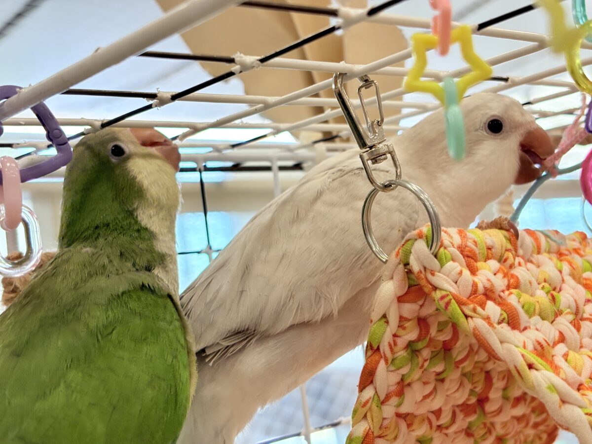 オキナインコ