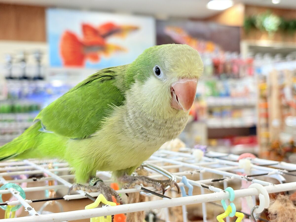 オキナインコ
