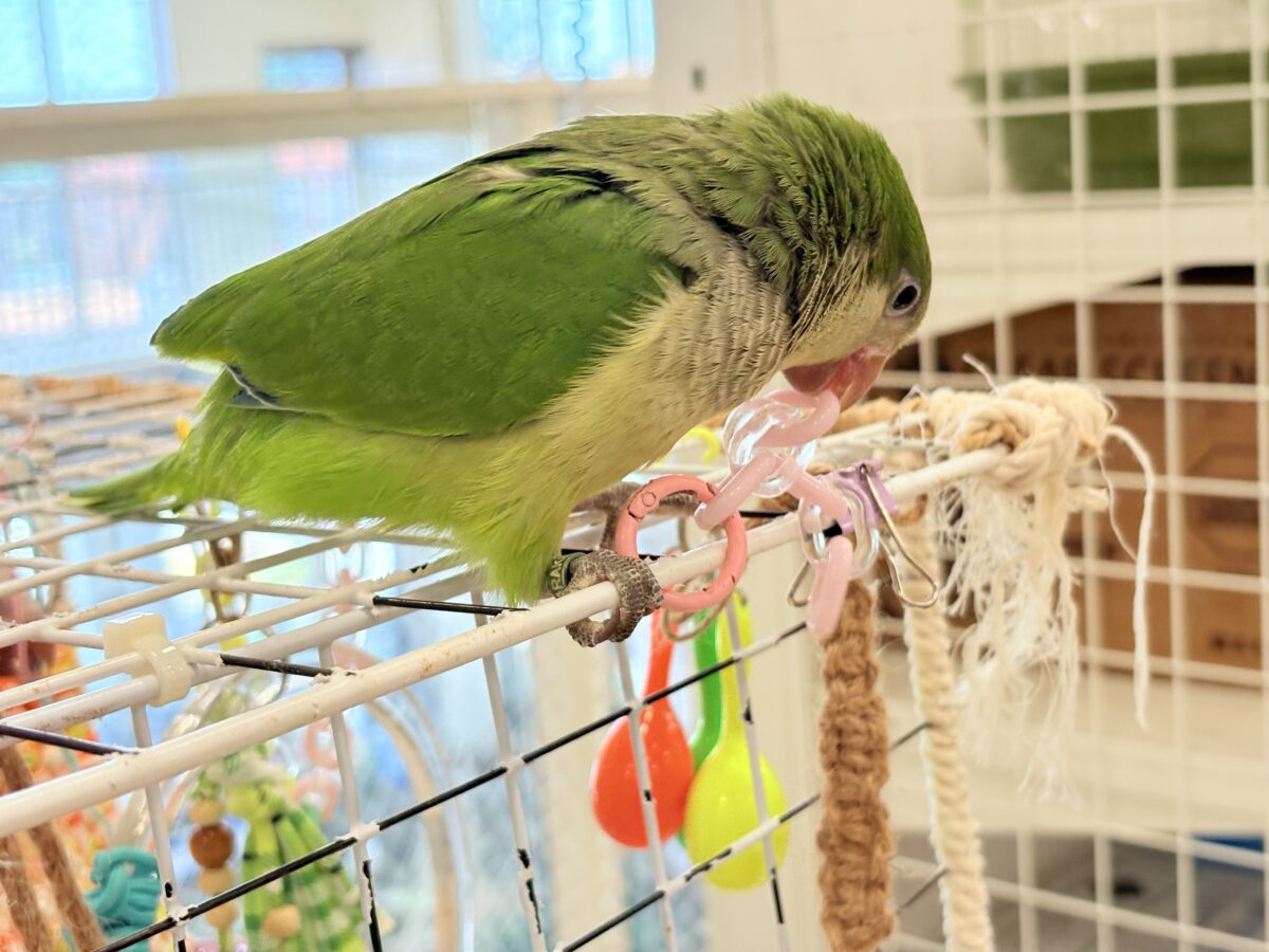 オキナインコ