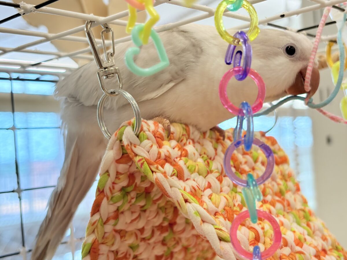 オキナインコ
