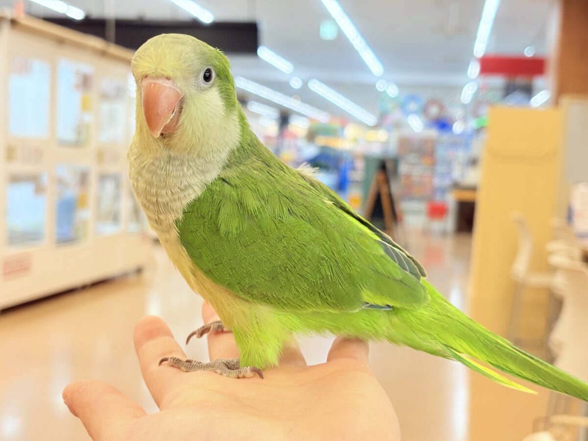 オキナインコ