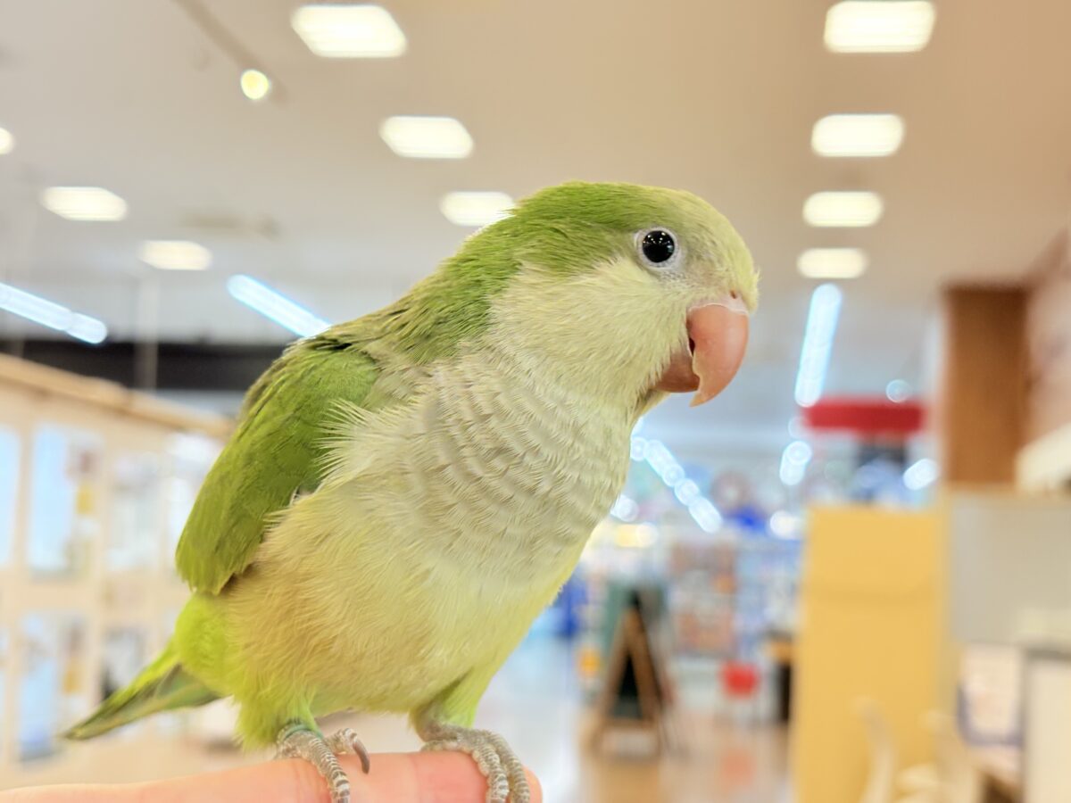 オキナインコ