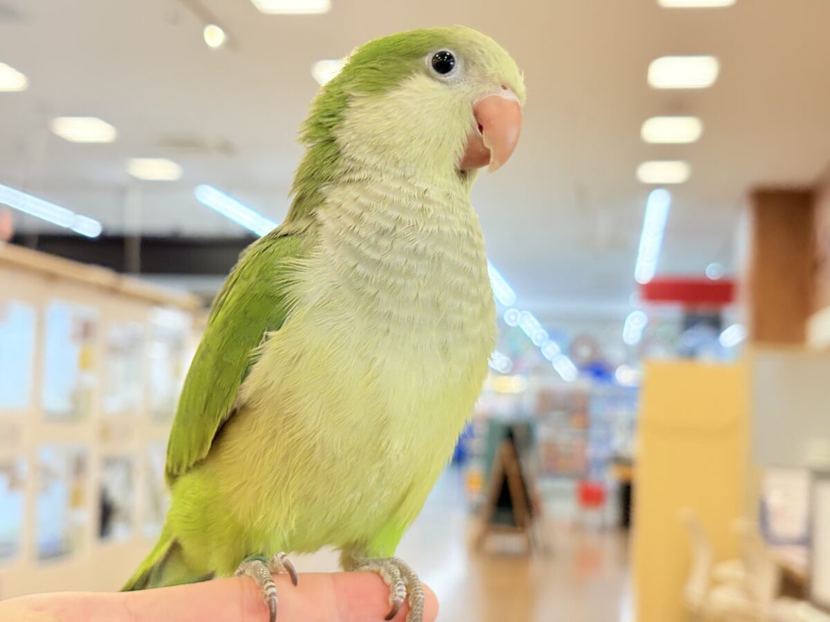 オキナインコ