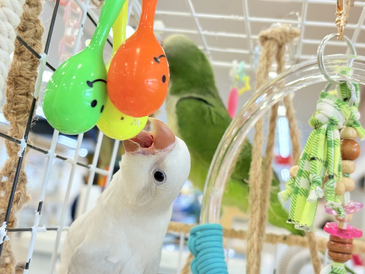 オキナインコ