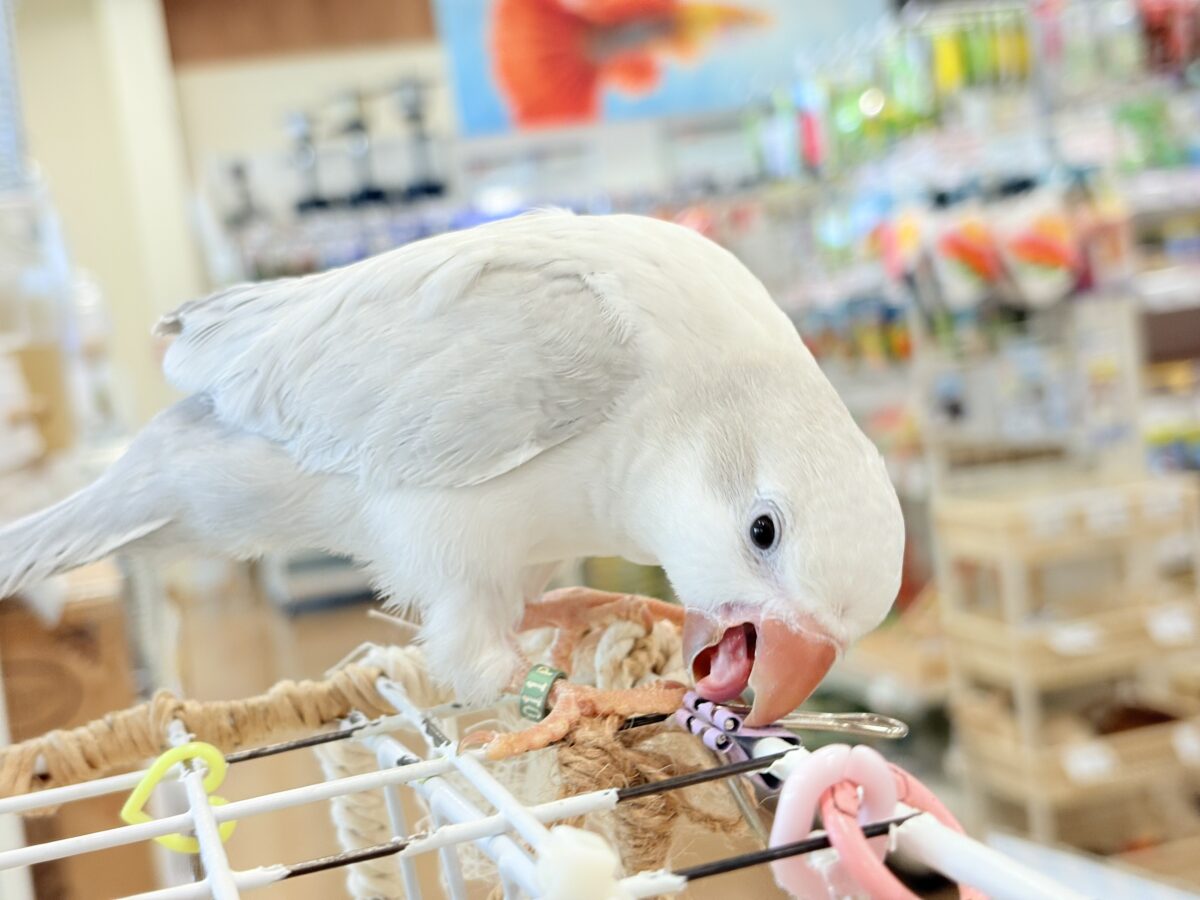 オキナインコ