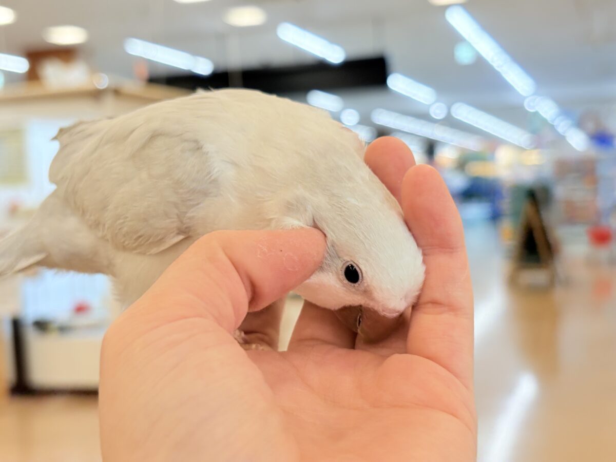 オキナインコ