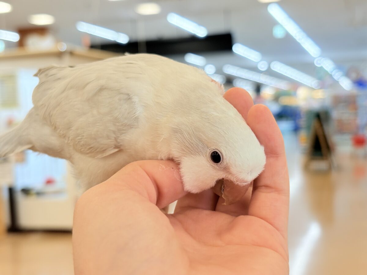 オキナインコ