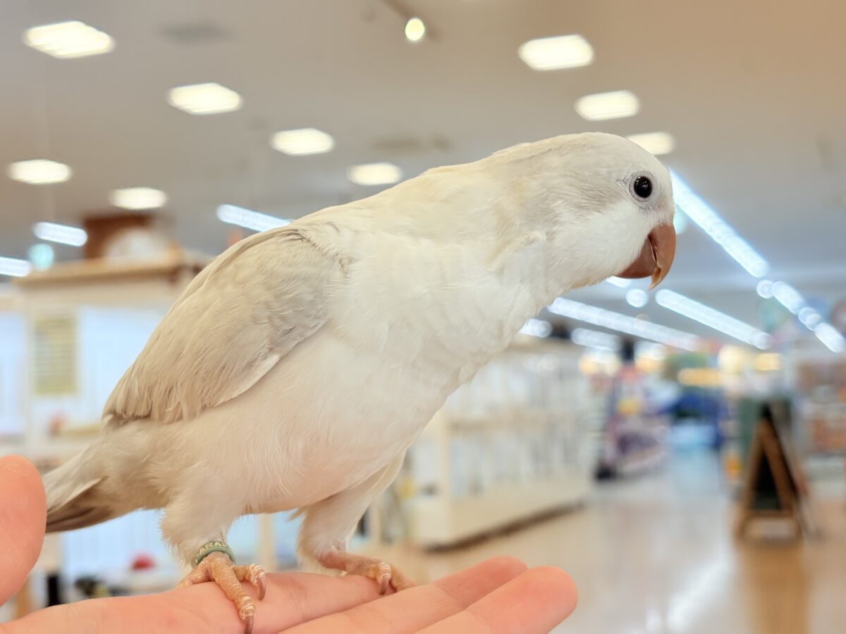 オキナインコ