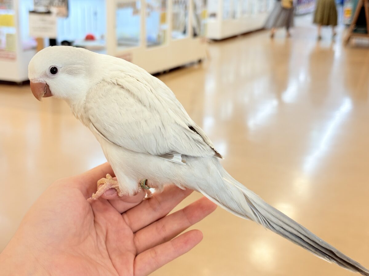 オキナインコ