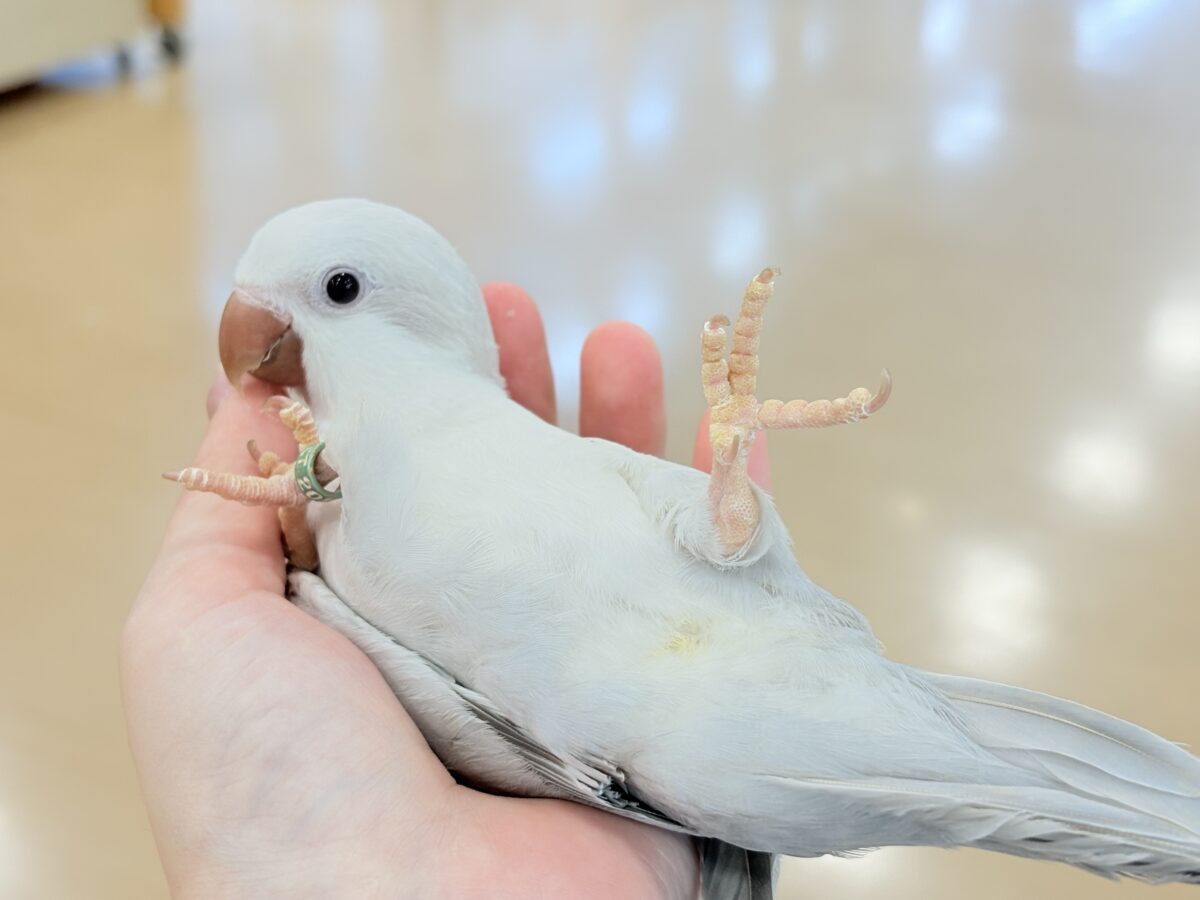 オキナインコ