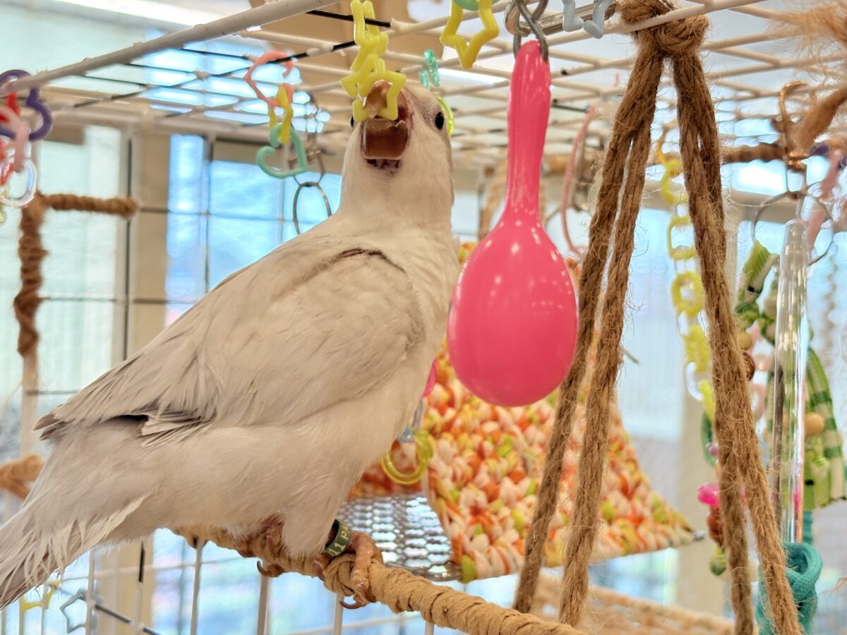 オキナインコ
