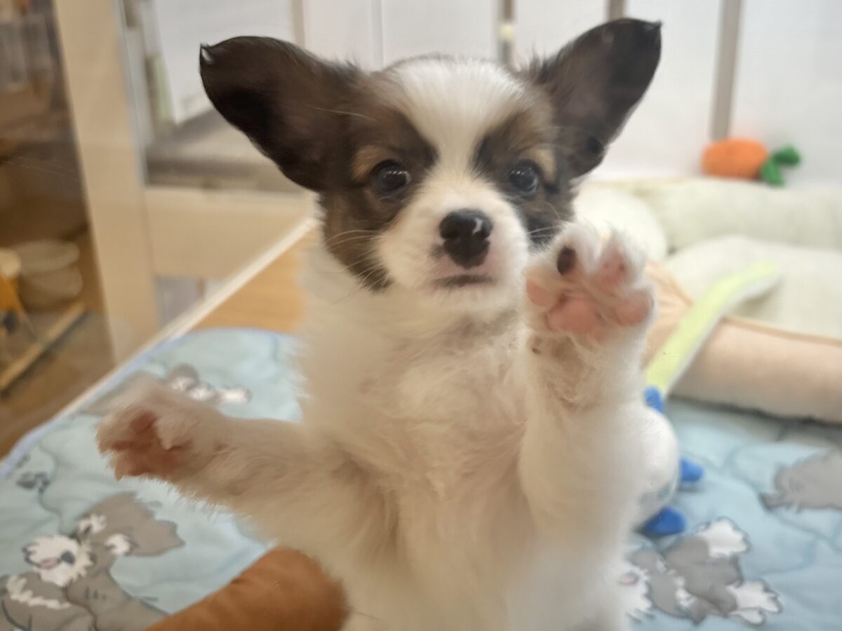 パピヨン