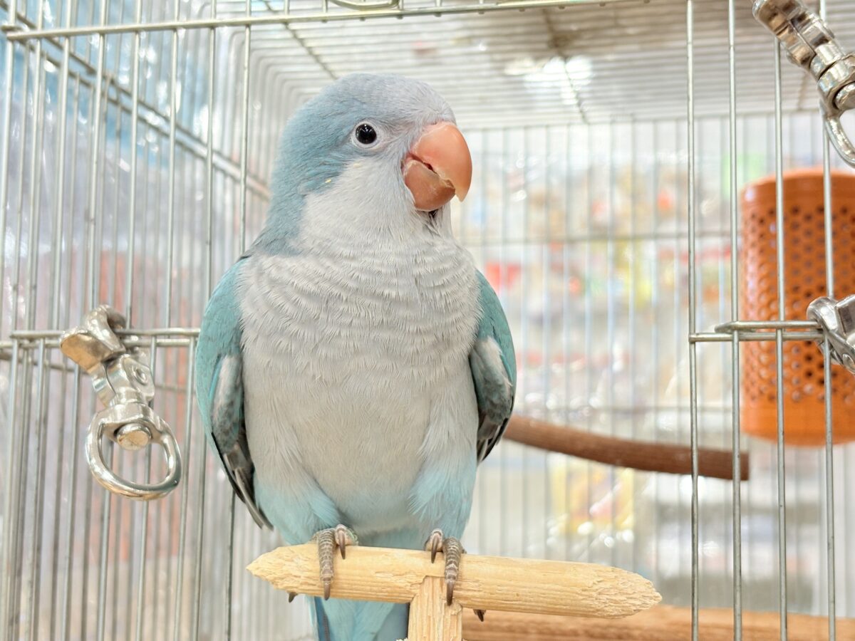 【最新画像更新🪄】これからの未来がわくわくっ♬*°オキナインコ(ブルー) ヒナ オキナインコ