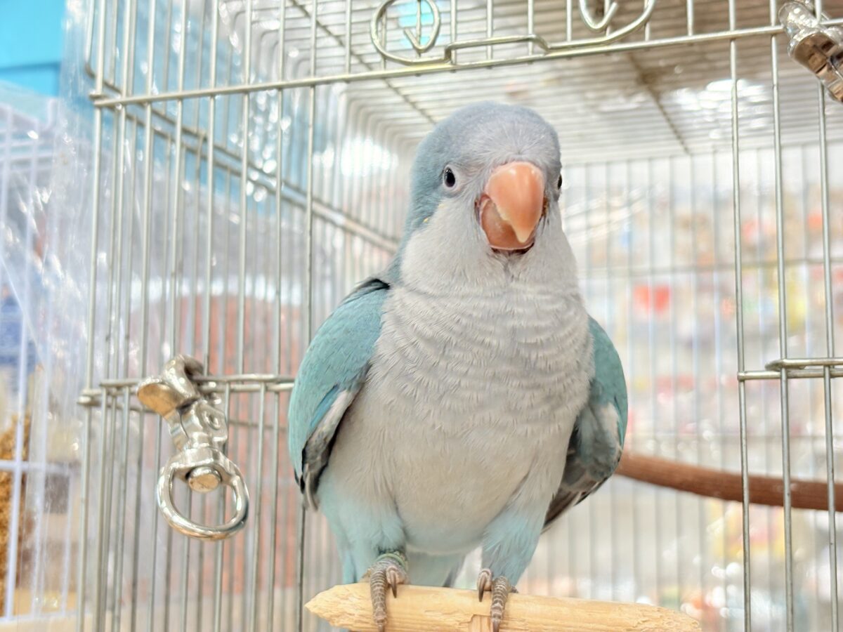 【最新画像更新🪄】これからの未来がわくわくっ♬*°オキナインコ(ブルー) ヒナ オキナインコ