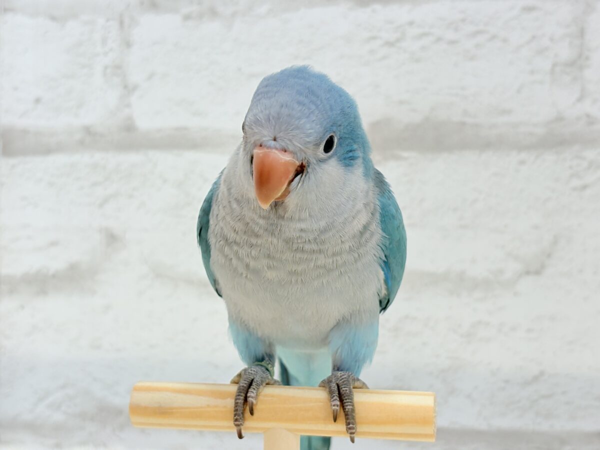 【最新画像更新🪄】これからの未来がわくわくっ♬*°オキナインコ(ブルー) ヒナ オキナインコ