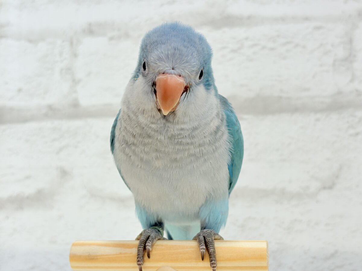 【最新画像更新🪄】これからの未来がわくわくっ♬*°オキナインコ(ブルー) ヒナ オキナインコ