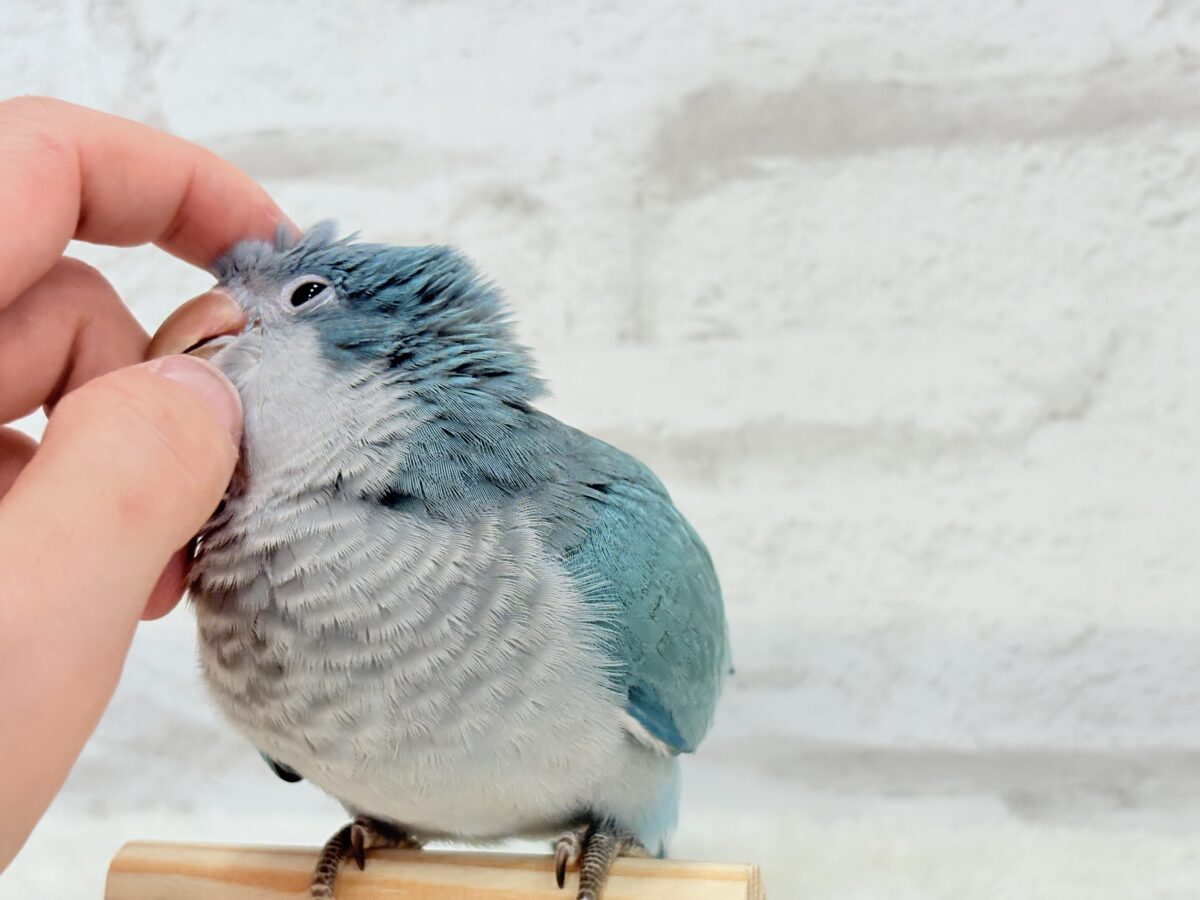 【最新画像更新🪄】これからの未来がわくわくっ♬*°オキナインコ(ブルー) ヒナ オキナインコ