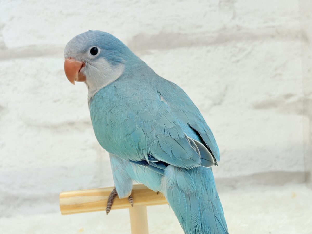 【最新画像更新🪄】これからの未来がわくわくっ♬*°オキナインコ(ブルー) ヒナ オキナインコ
