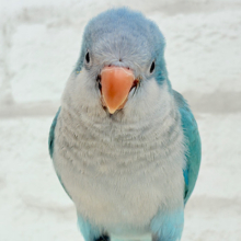 【最新画像更新🪄】これからの未来がわくわくっ♬*°オキナインコ(ブルー) ヒナ