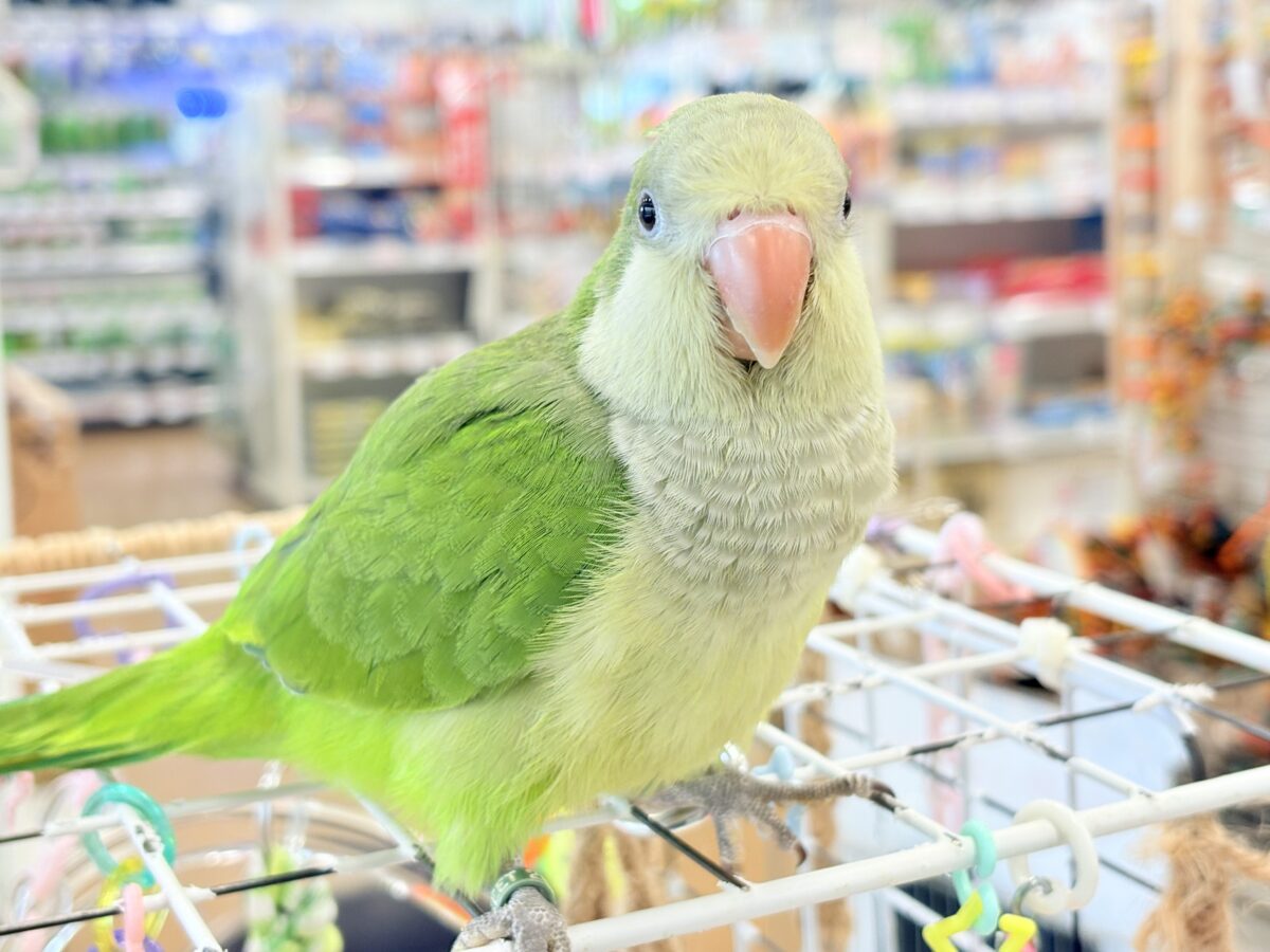 オキナインコ