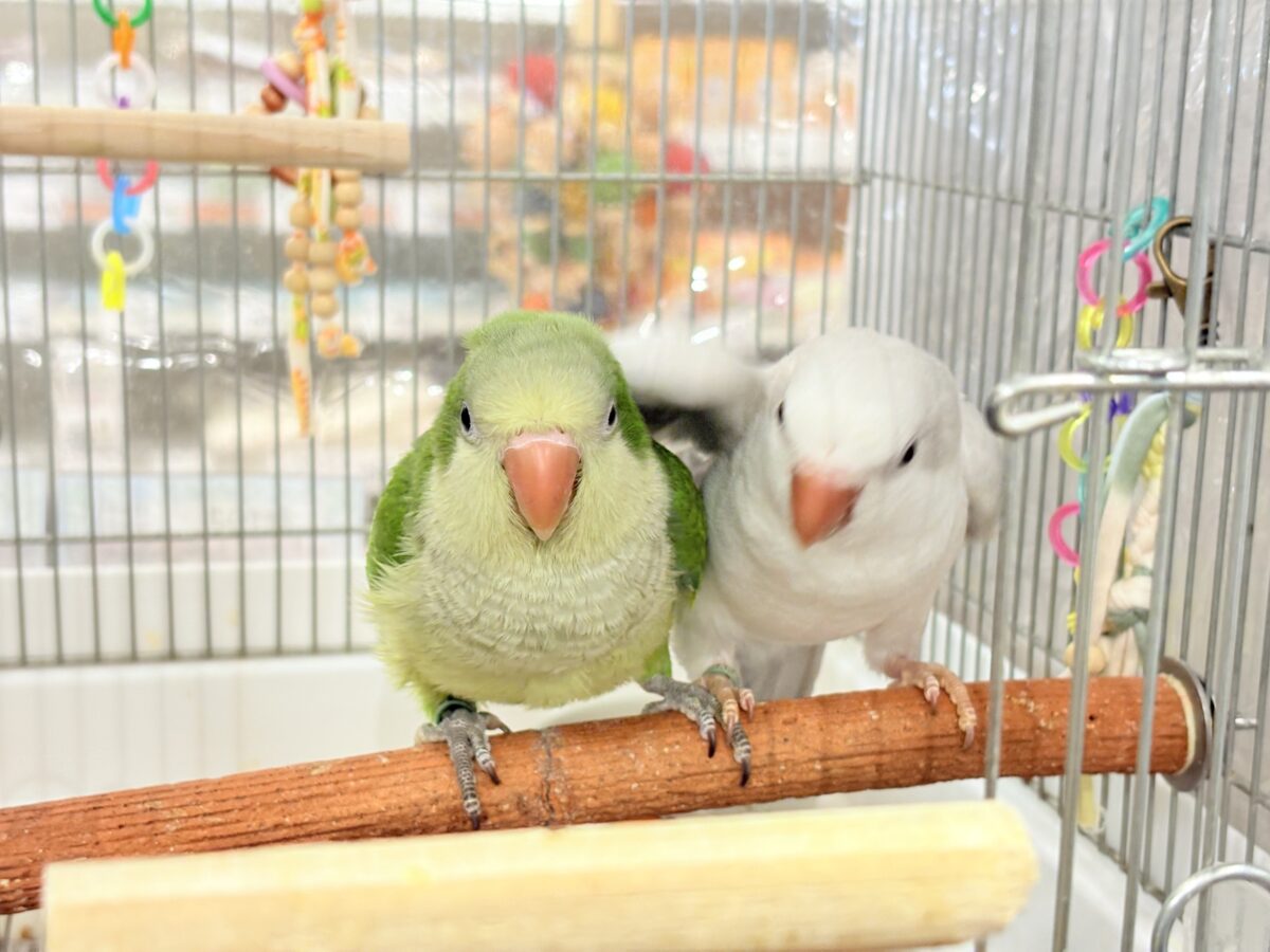 オキナインコ