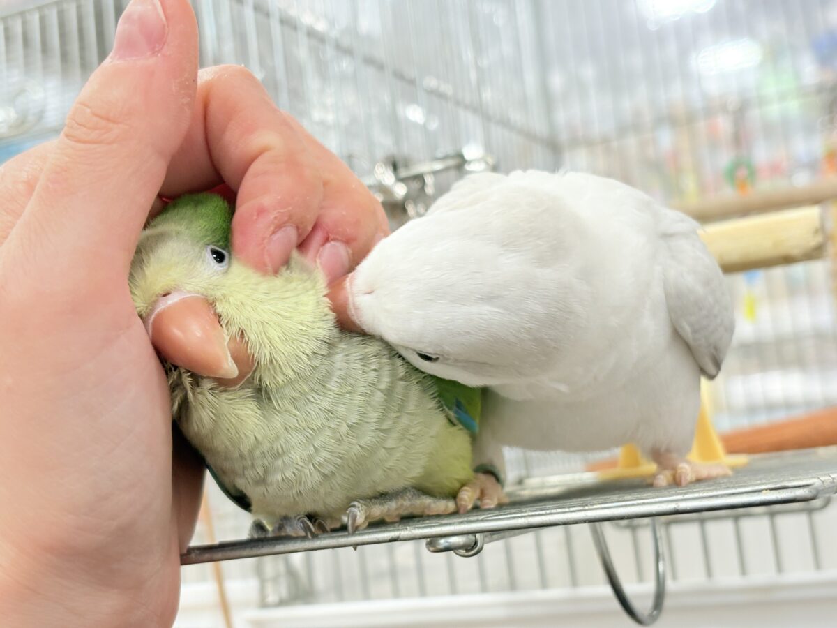 オキナインコ