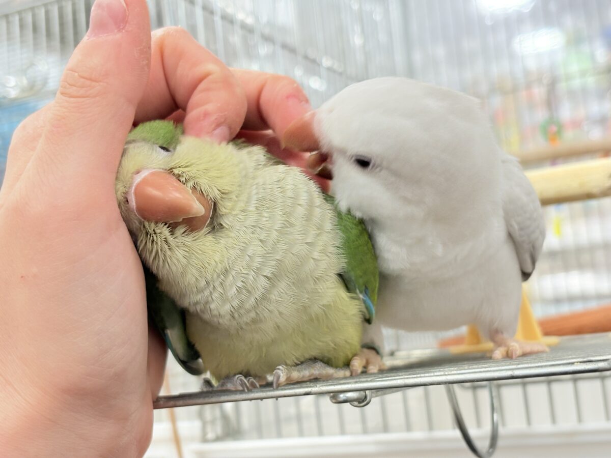オキナインコ