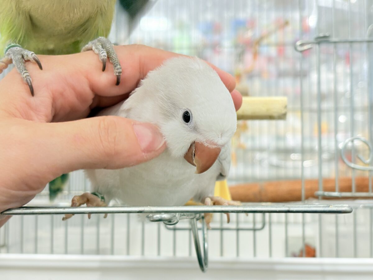 オキナインコ