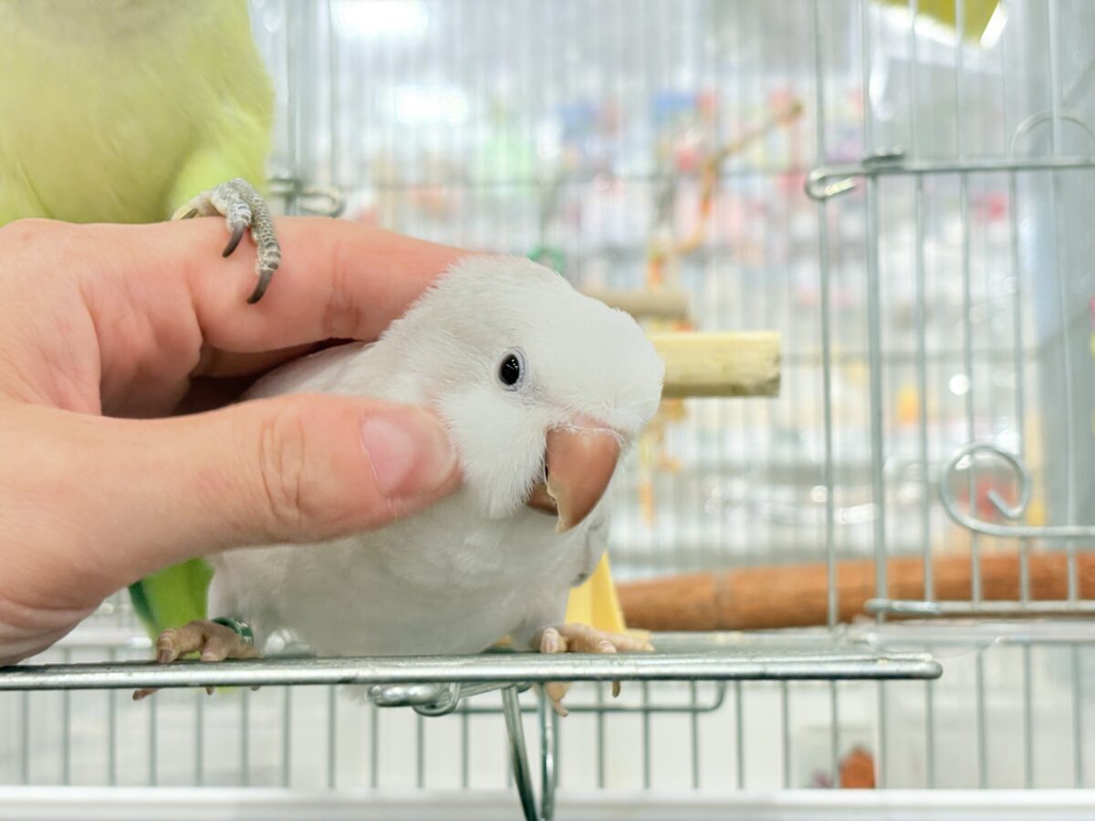 オキナインコ