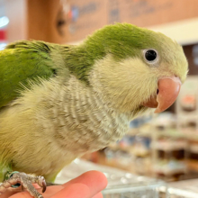 【最新画像更新🪄もうすぐひとり餌‪☆】みんなをメロメロにしちゃうぞ🐥💖オキナインコ(グリーン) ヒナ