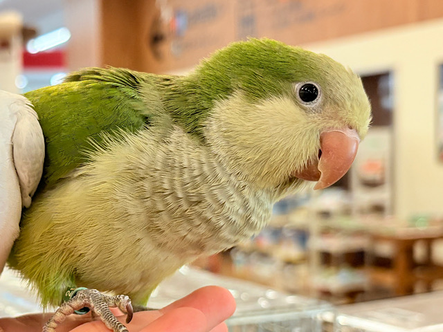 【最新画像更新🪄もうすぐひとり餌‪☆】みんなをメロメロにしちゃうぞ🐥💖オキナインコ(グリーン) ヒナ