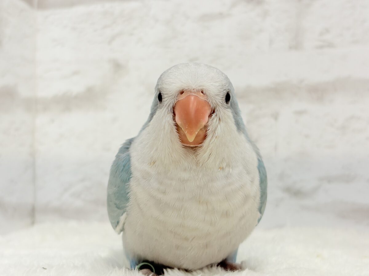 【動画更新🪄】未来は触れ合い大好きさん…?💖オキナインコ(ブルーオパーリン) ヒナ オキナインコ