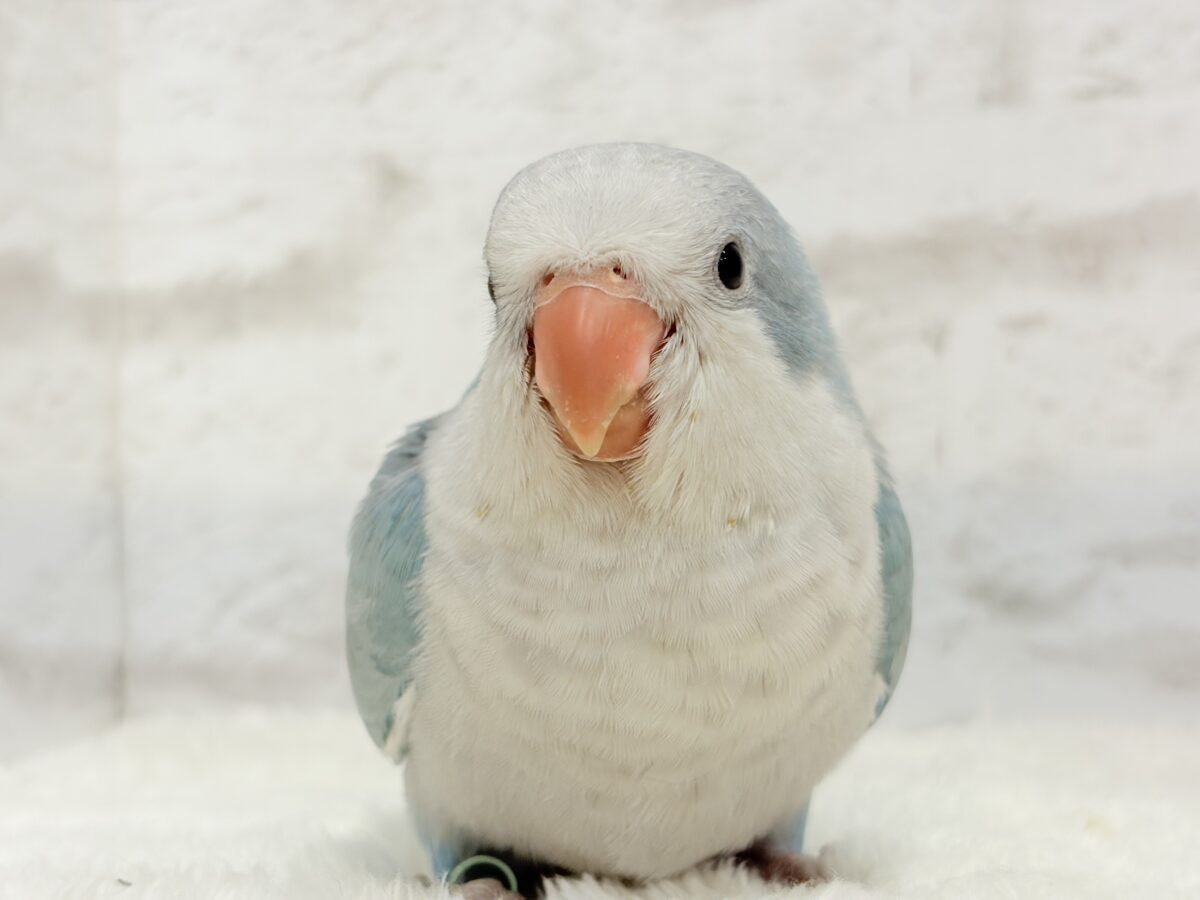 オキナインコ
