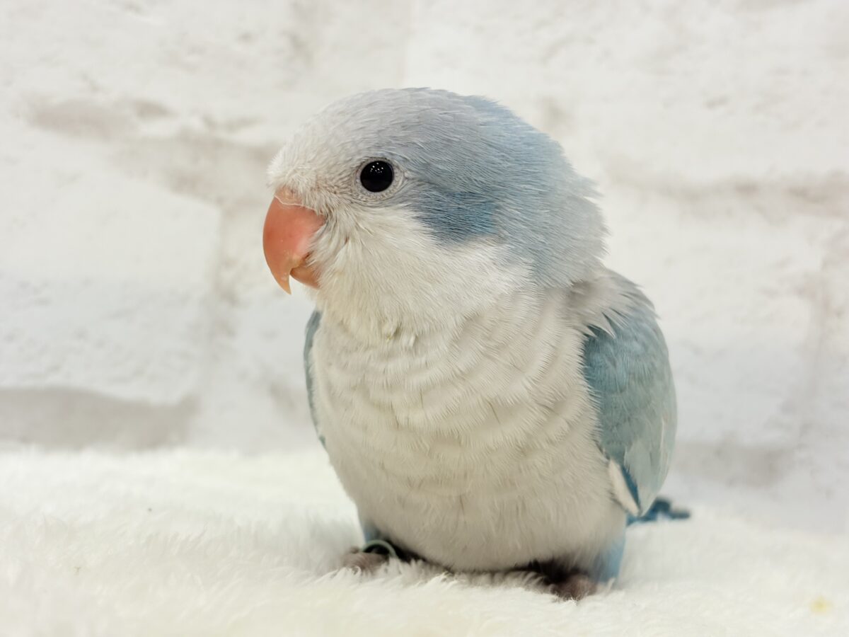 【動画更新🪄】未来は触れ合い大好きさん…?💖オキナインコ(ブルーオパーリン) ヒナ オキナインコ