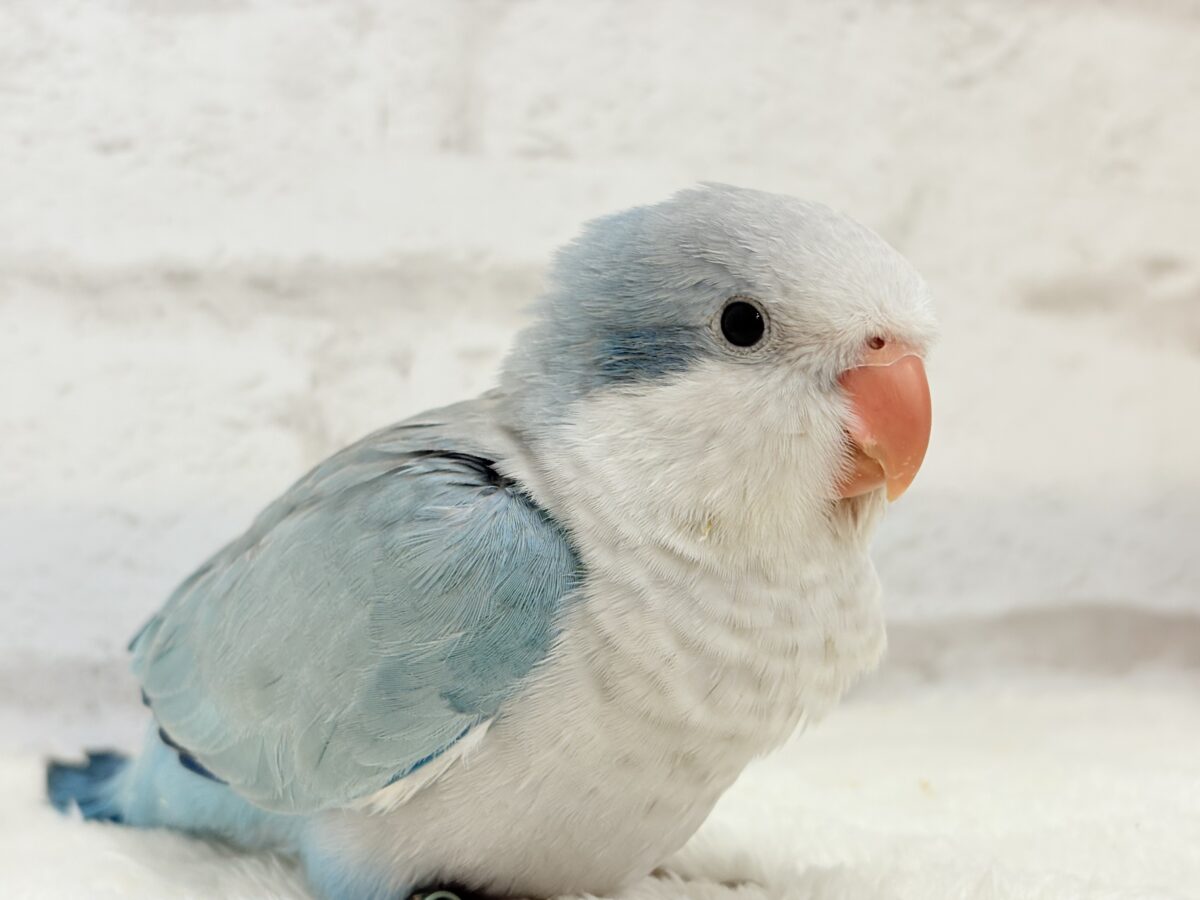 オキナインコ