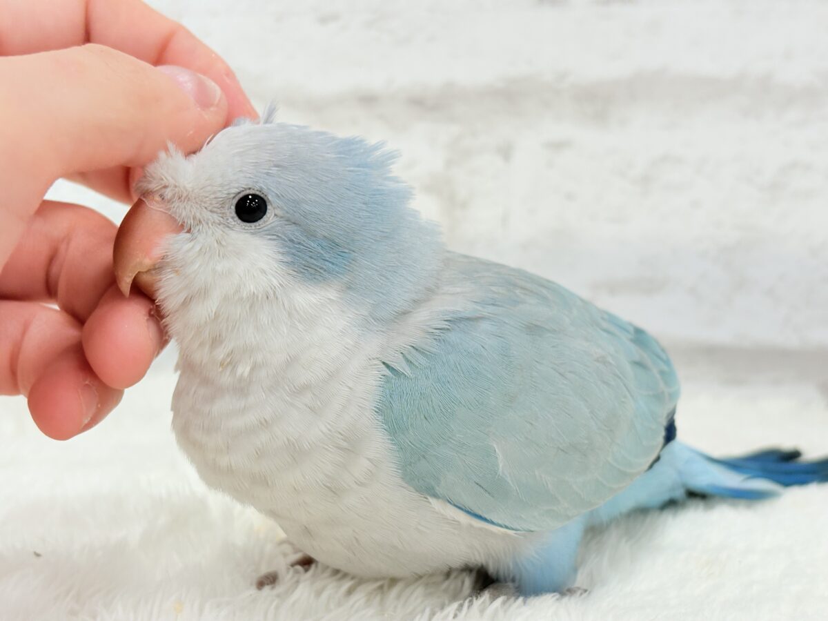 オキナインコ