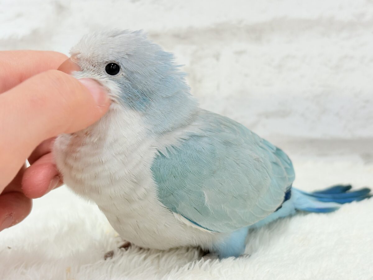 オキナインコ