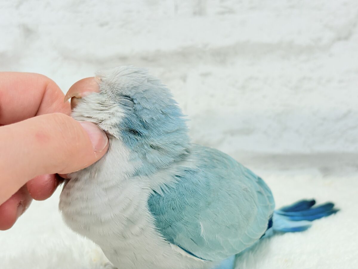 オキナインコ