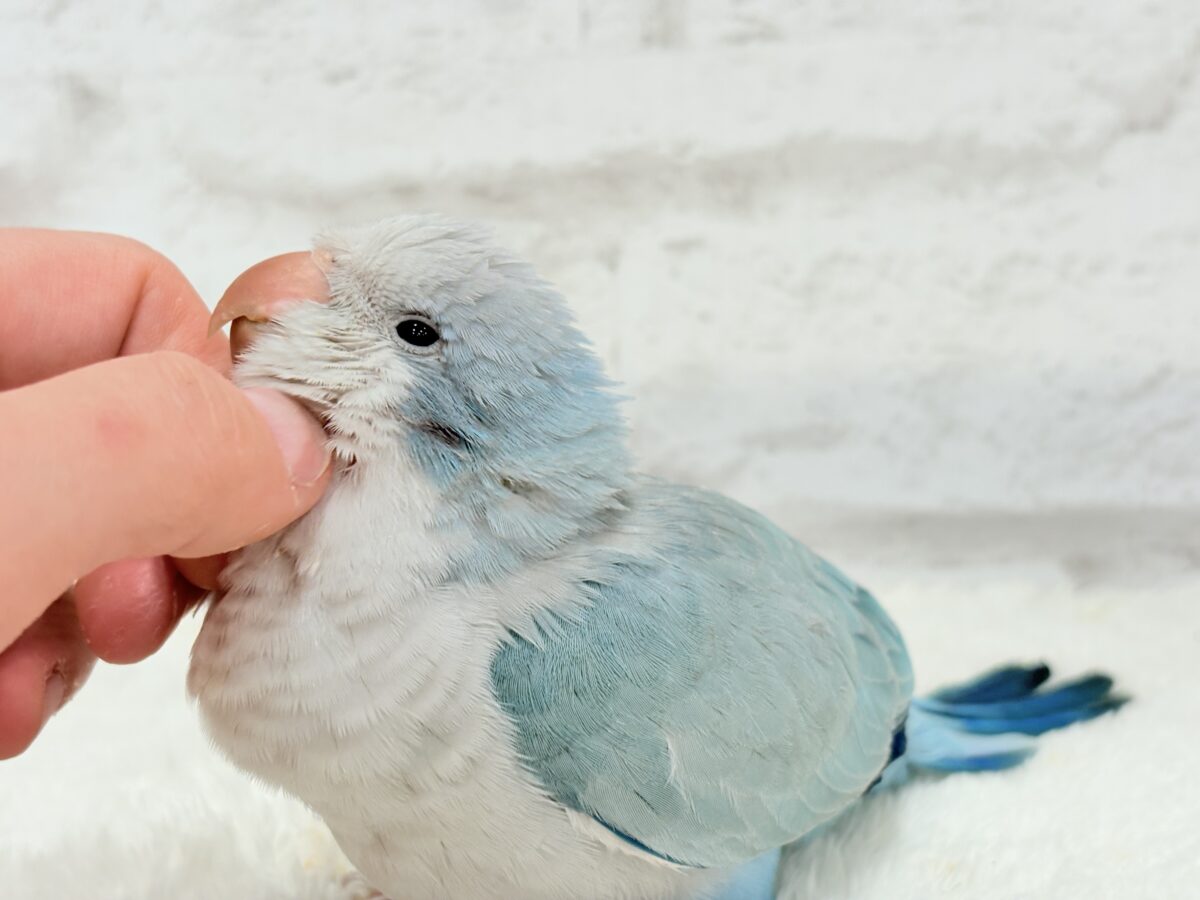 オキナインコ