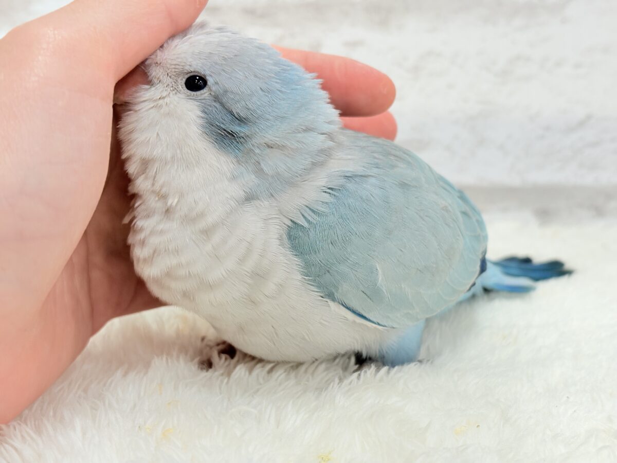 オキナインコ