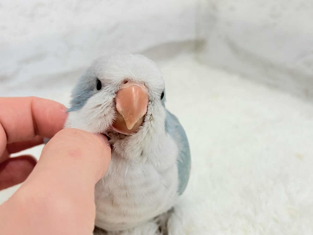 【動画更新🪄】未来は触れ合い大好きさん…?💖オキナインコ(ブルーオパーリン) ヒナ オキナインコ