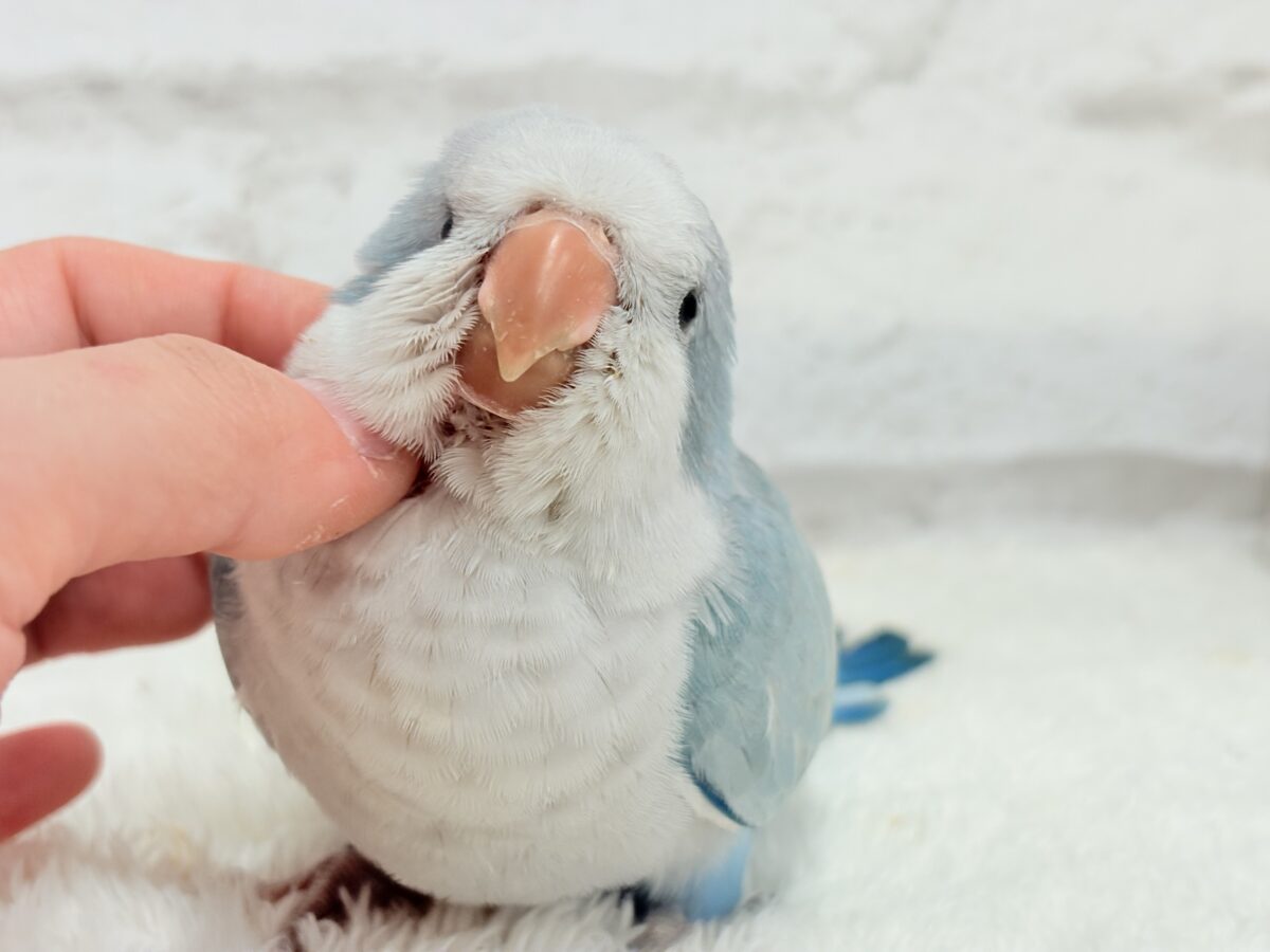 【動画更新🪄】未来は触れ合い大好きさん…?💖オキナインコ(ブルーオパーリン) ヒナ オキナインコ