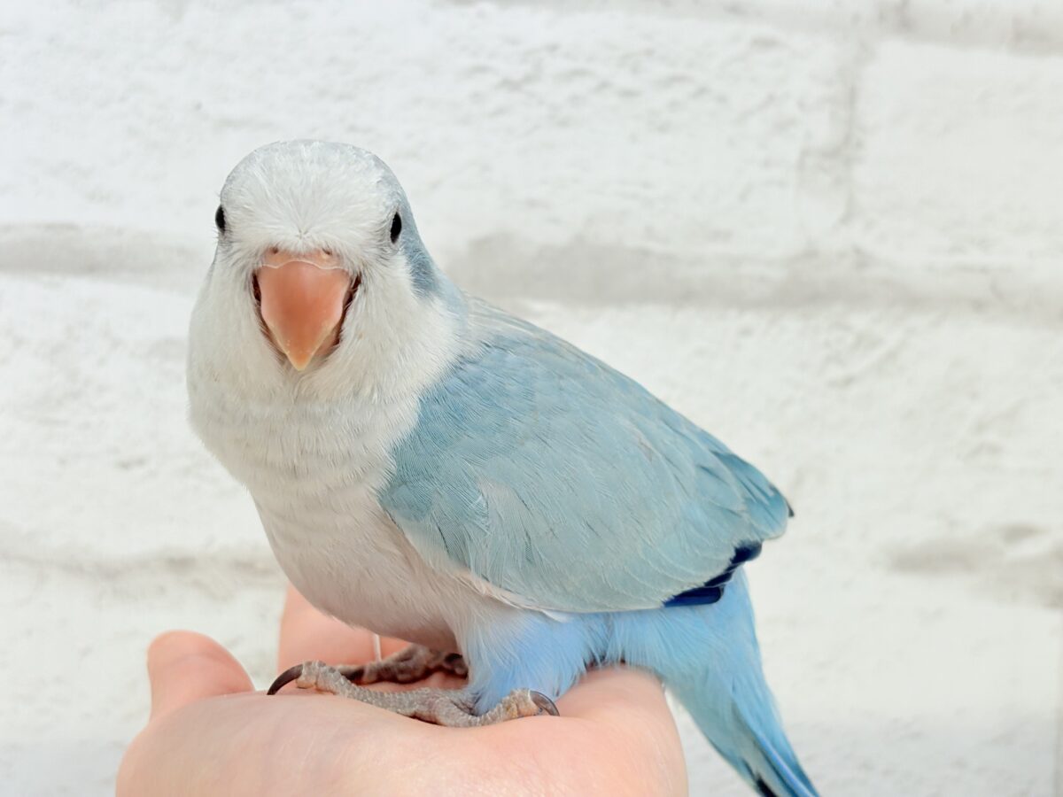 【動画更新🪄】未来は触れ合い大好きさん…?💖オキナインコ(ブルーオパーリン) ヒナ オキナインコ