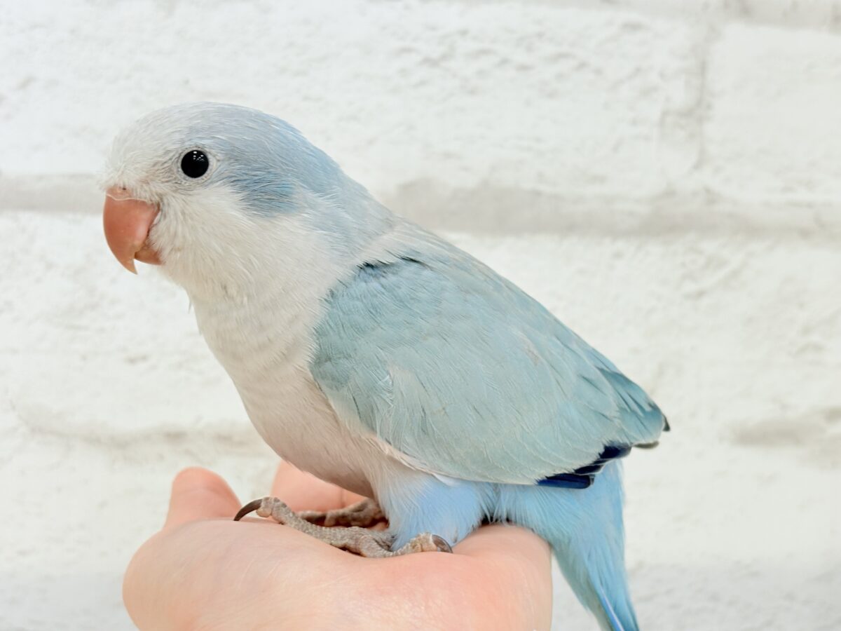 オキナインコ