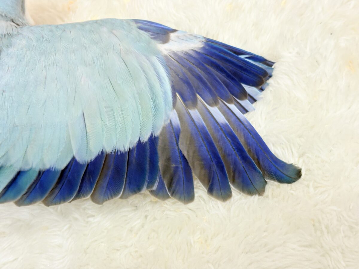 【動画更新🪄】未来は触れ合い大好きさん…?💖オキナインコ(ブルーオパーリン) ヒナ オキナインコ