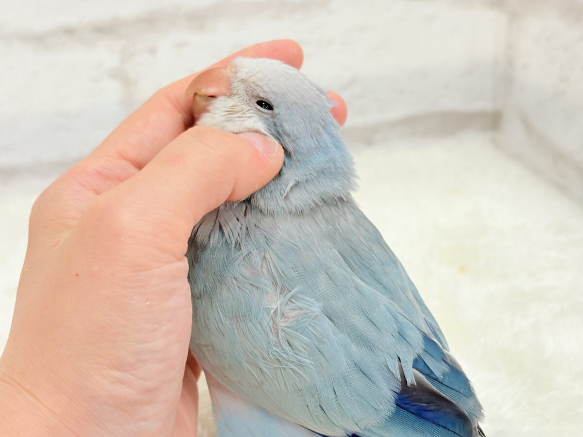 オキナインコ