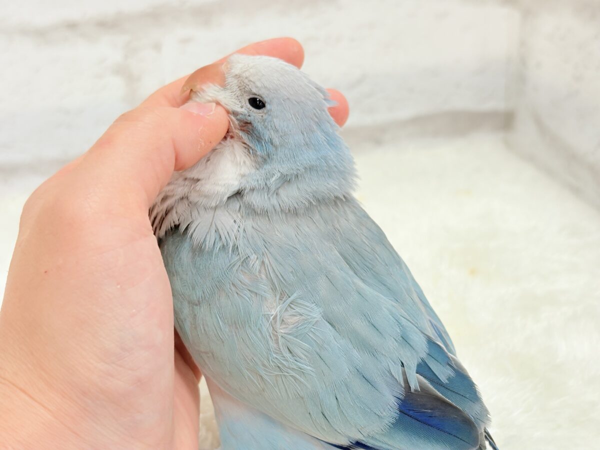 オキナインコ
