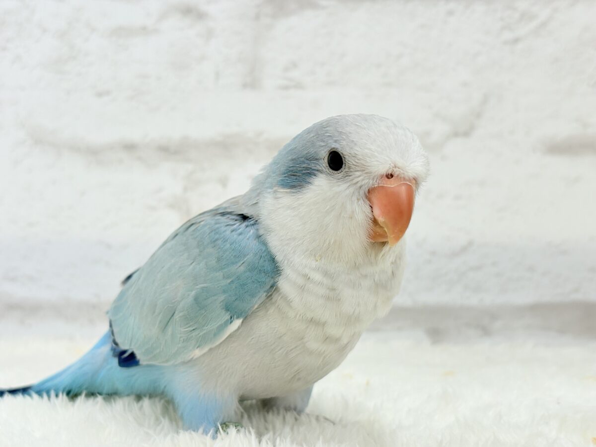 オキナインコ
