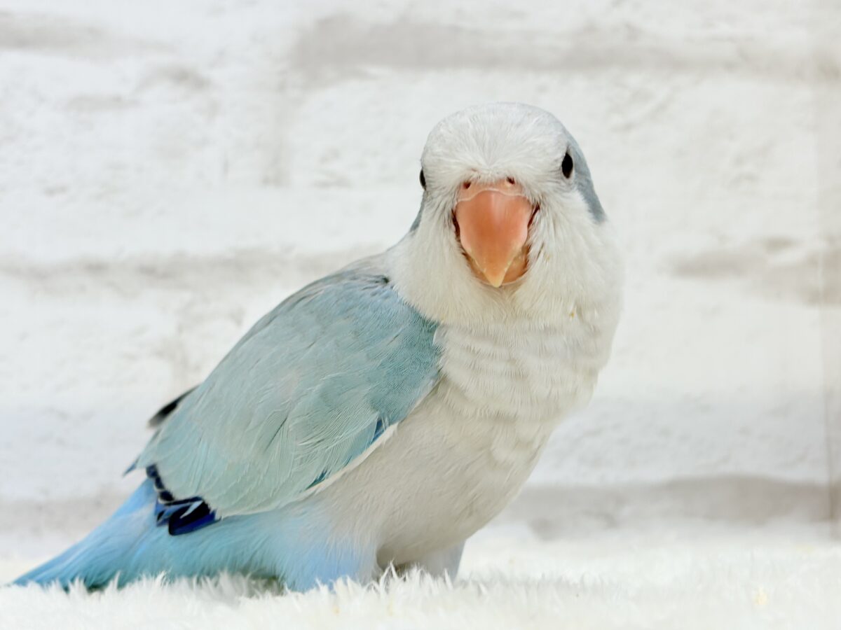 オキナインコ